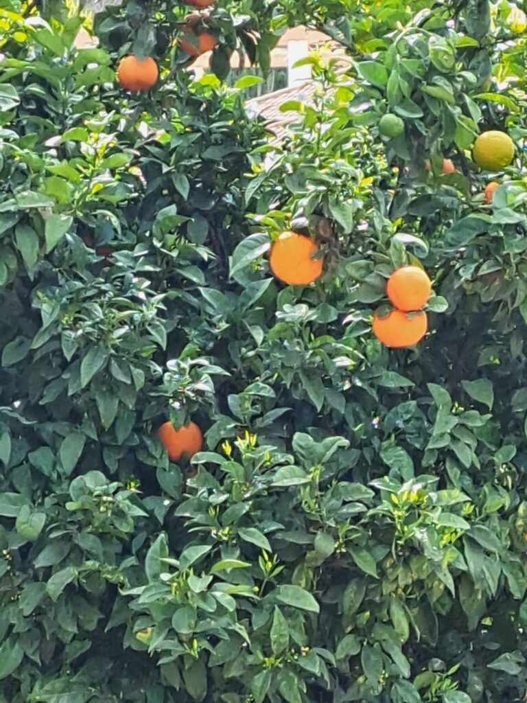 your first months in Spain. Orange tree.