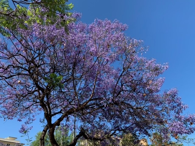 Spain in April. Jacaranda blossoming.
