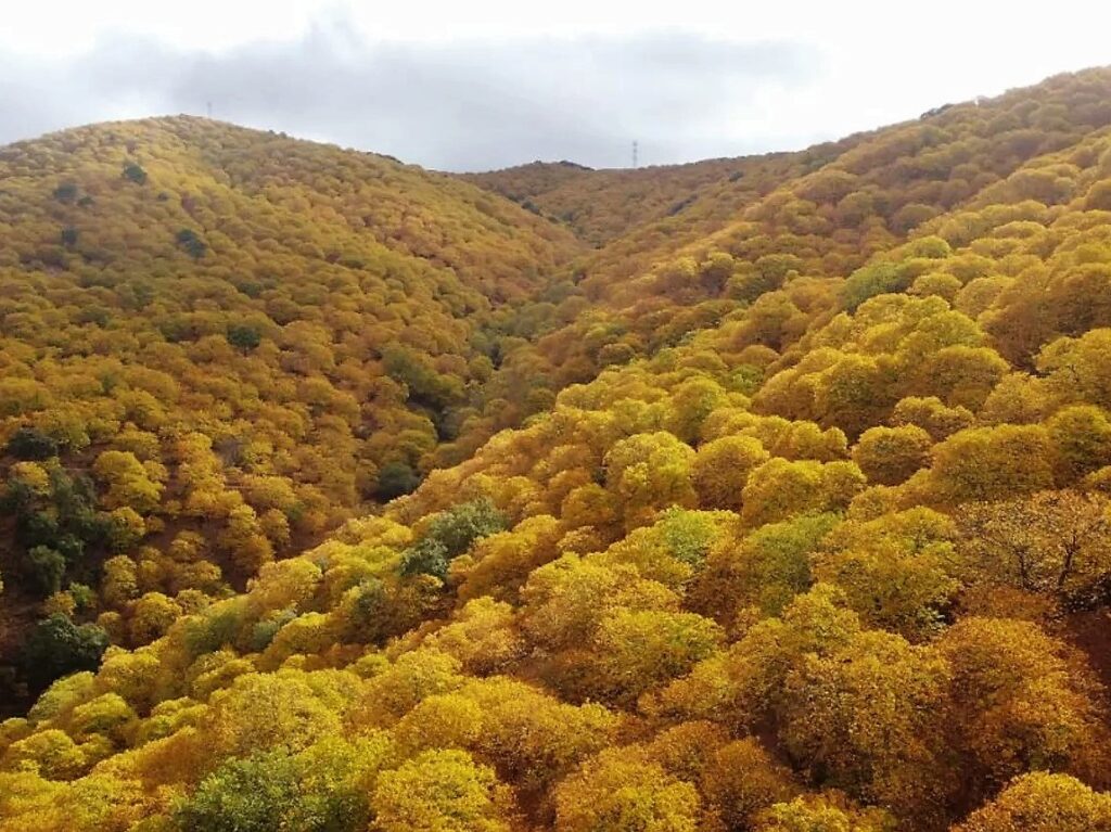 Costa del Sol in the fall: autumn trees