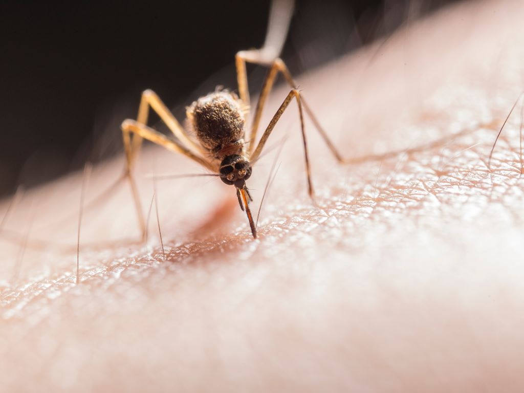 Mosquitoes in the Costa del Sol