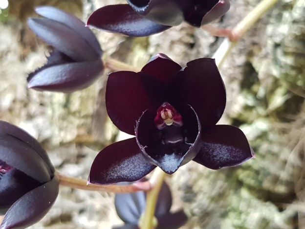 Winter on the Costa del Sol: black orchid at Estepona Orchidarium 