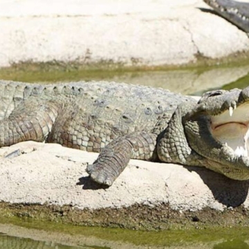 March in the Costa del Sol - Crocodile Park