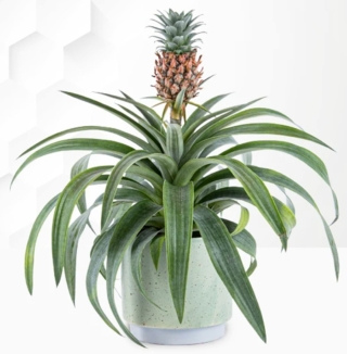 pineapple plant