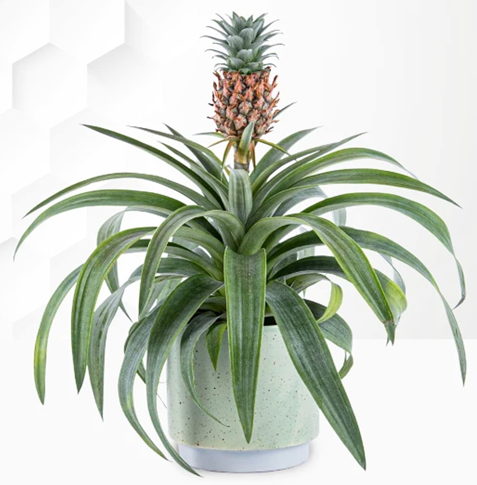 pineapple growing in a pot