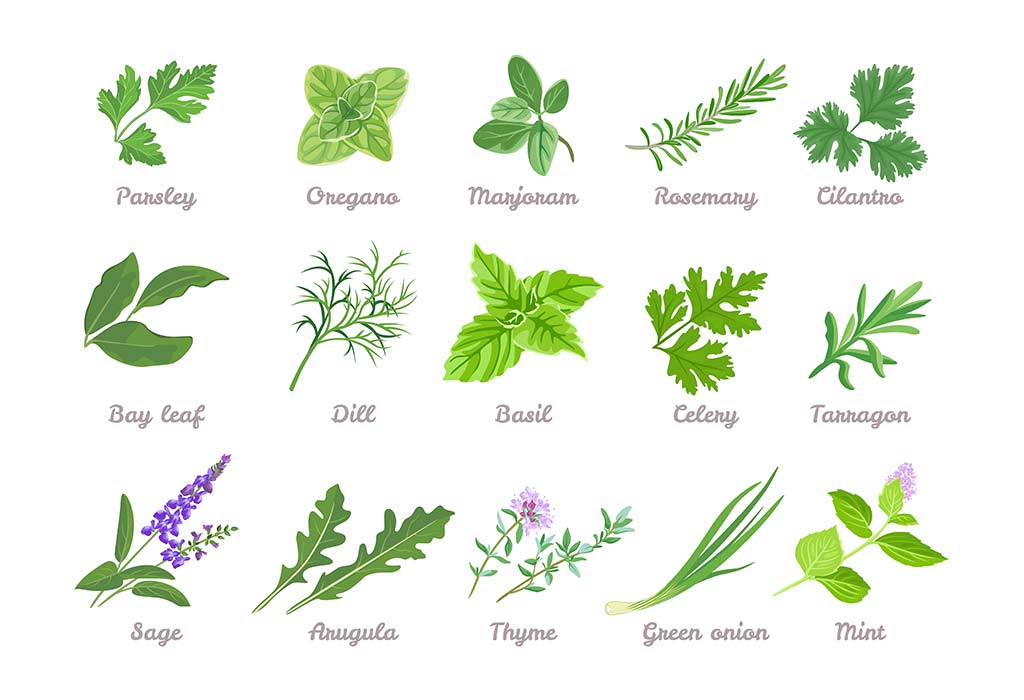 drawings of the leaves of different herbs