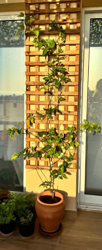 terrace gardening in Spain - potted passionflower