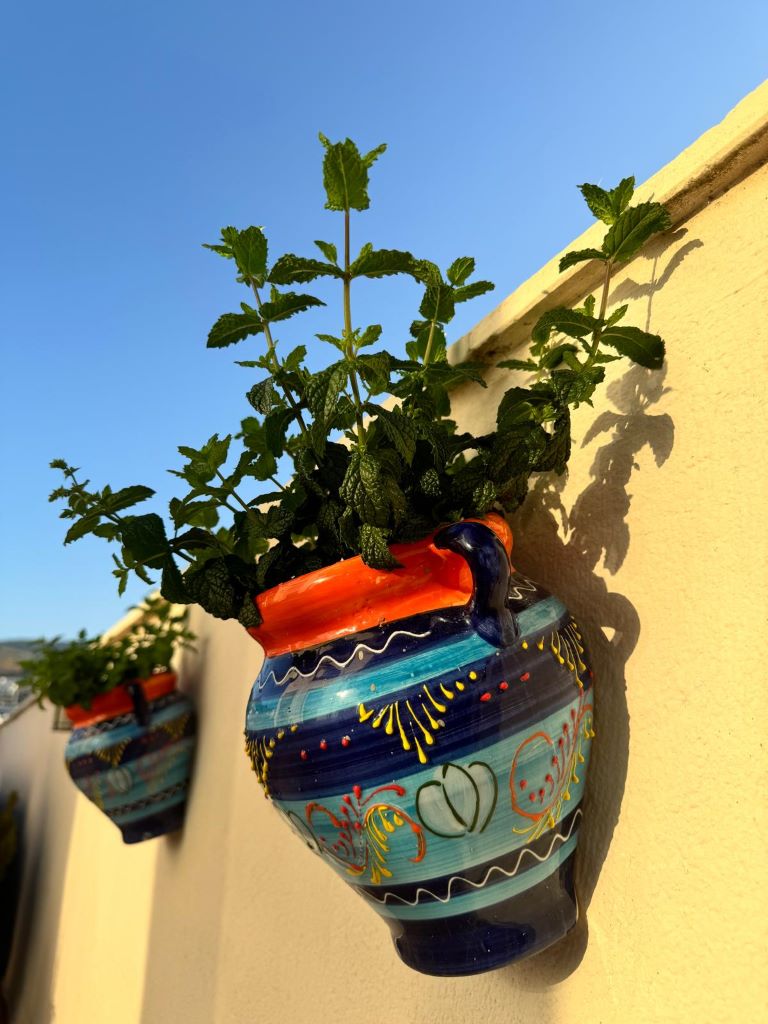 terrace gardening in Spain - mint in a painted ceramic vase