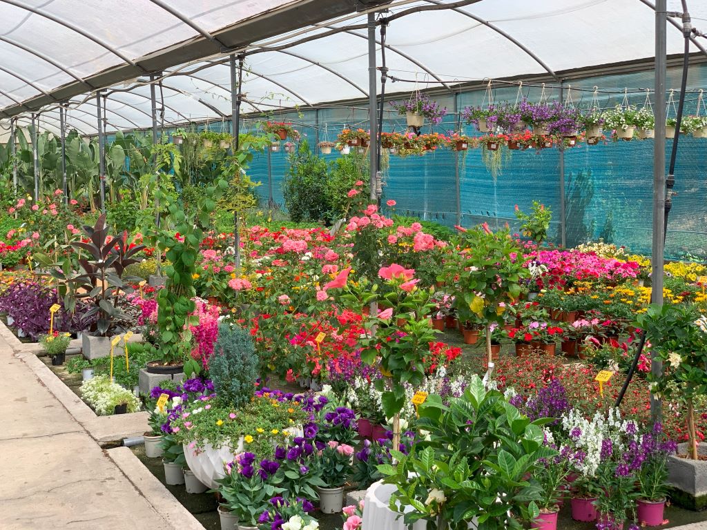 terrace gardening in Spain - Veracruz Benalmadena