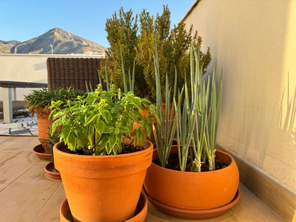 terrace gardening in Spain - potted plants in a terrace