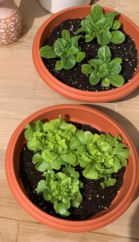 terrace gardening in Spain - potted lettuce