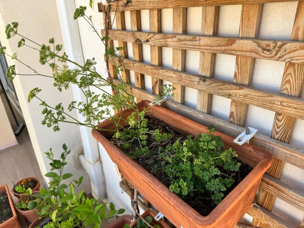 terrace gardening in Spain - potted parsley