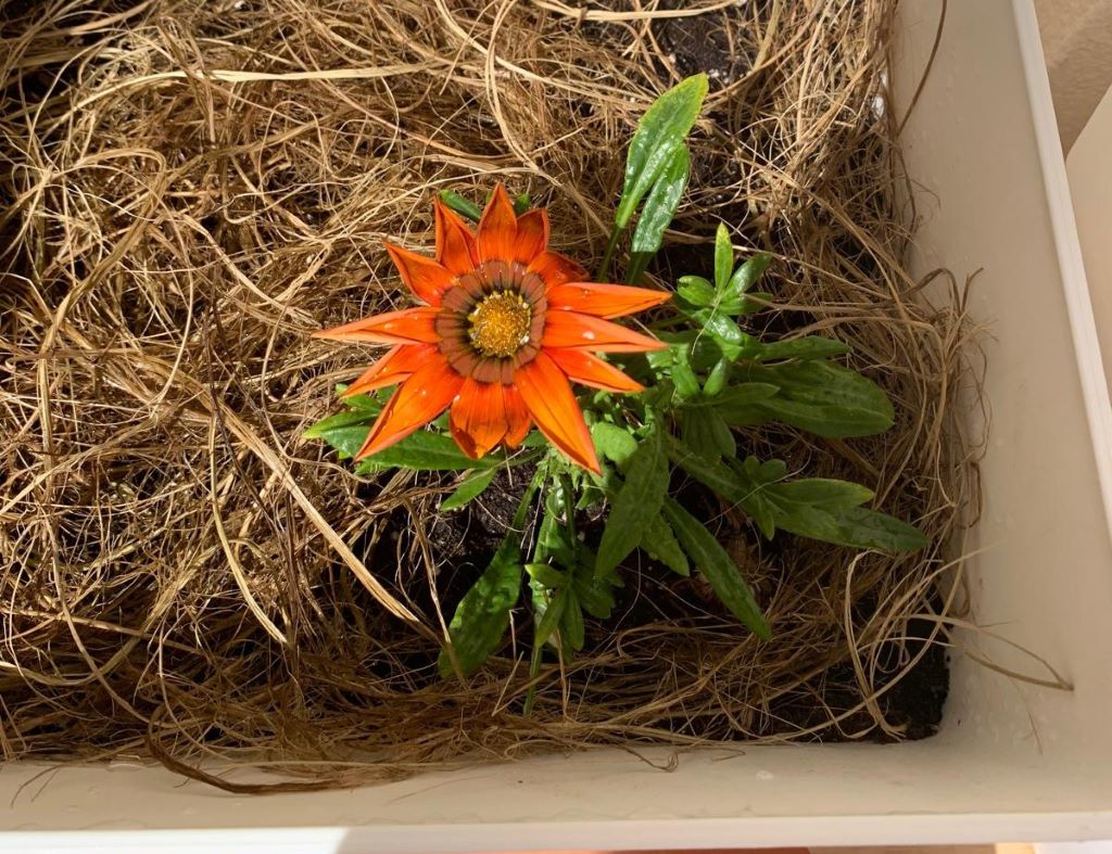 terrace gardening in Spain - Gazania and raffia