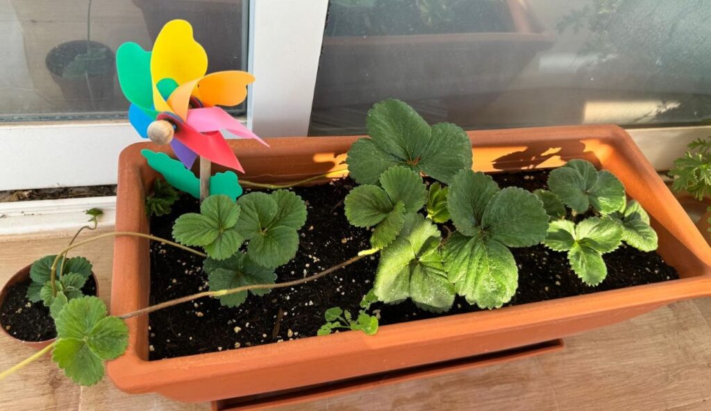 terrace gardening in Spain - potted strawberries