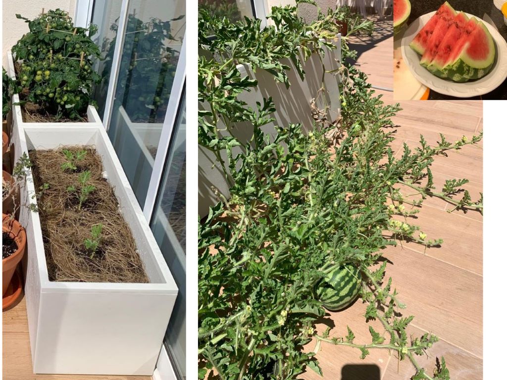 terrace gardening in Spain - potted watermelon