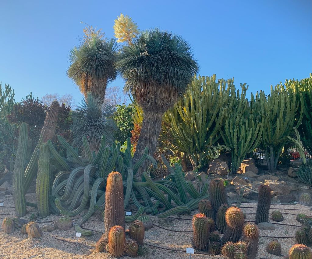 Cactus Garden in Parque de la Paloma