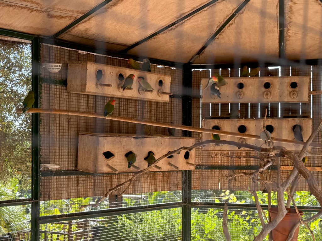 Birds in the Molino de Inca Botanical Garden