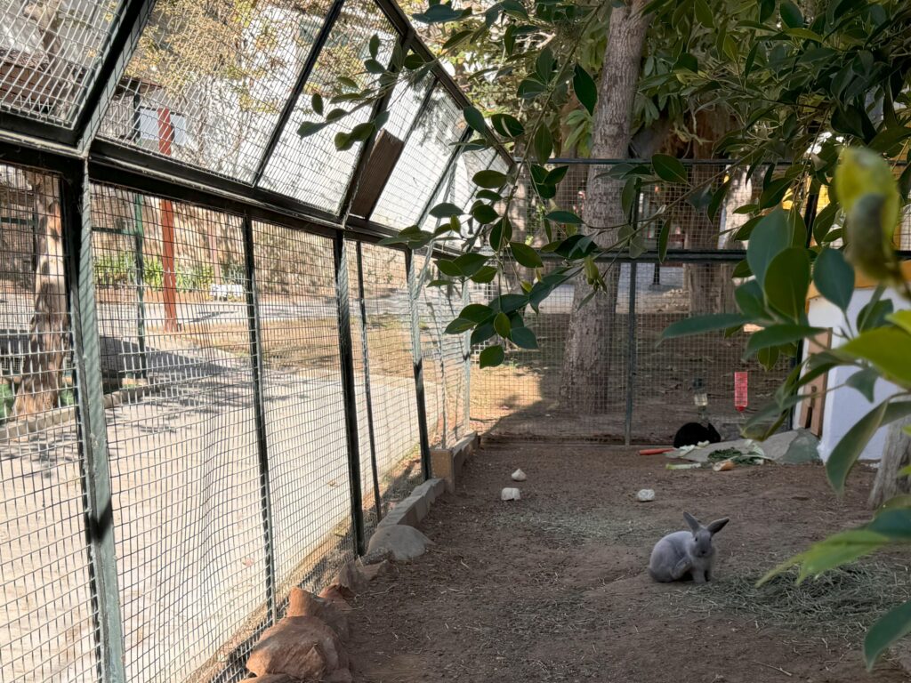 rabbits in the Molino de Inca Botanical Garden