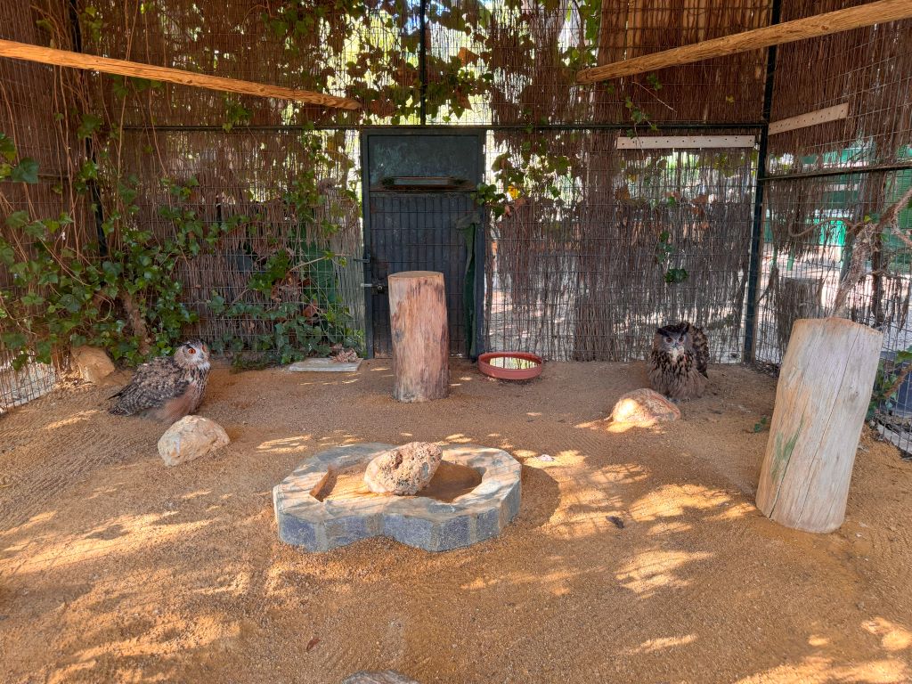 Owls in the Molino de Inca Botanical Garden