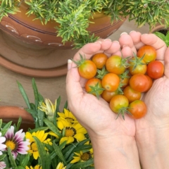 vegetarian in the Costa del Sol