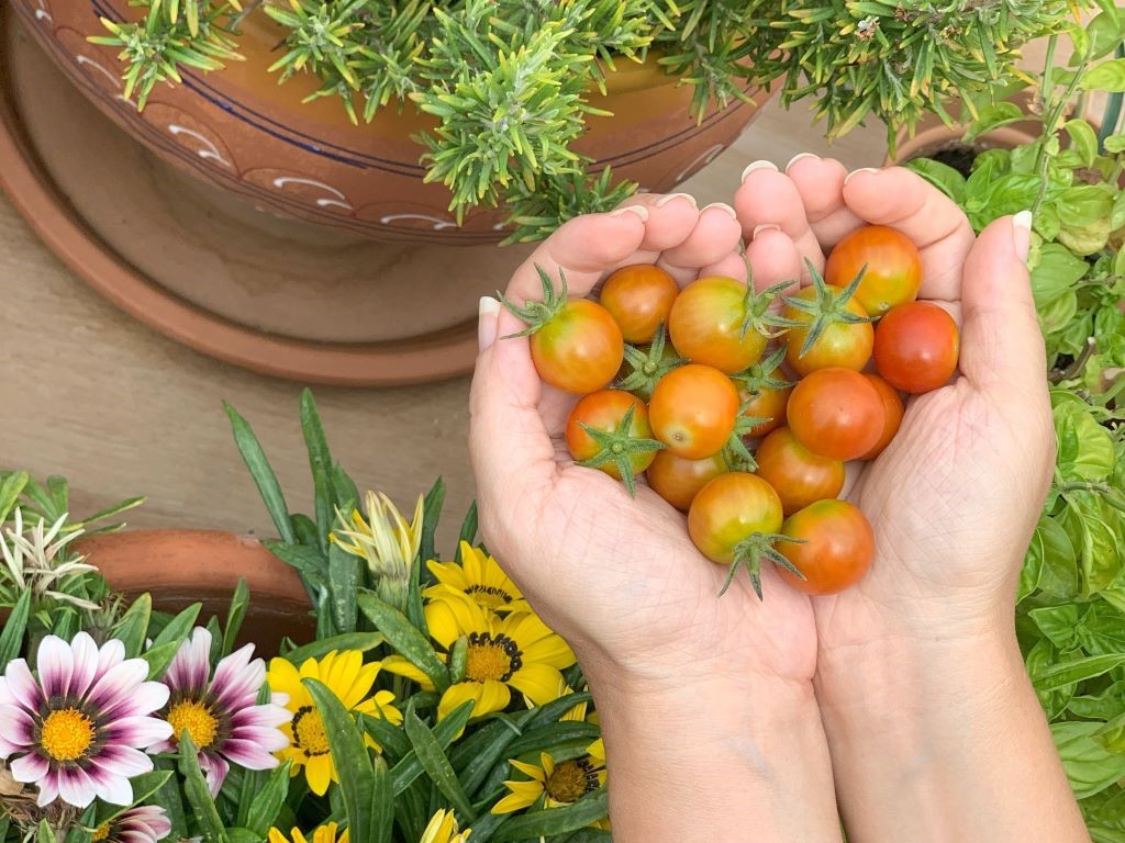 vegetarian in the Costa del Sol