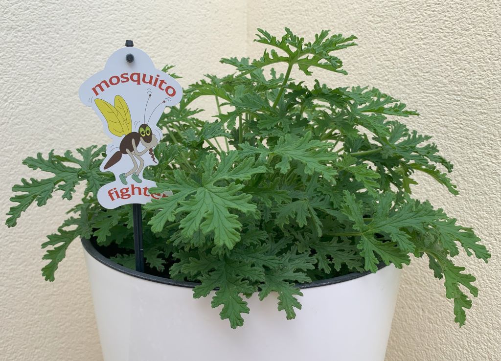 Mosquitoes in the Costa del Sol -citronella plant