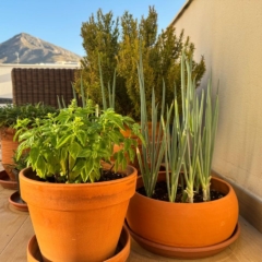 Terrace gardening in Spain