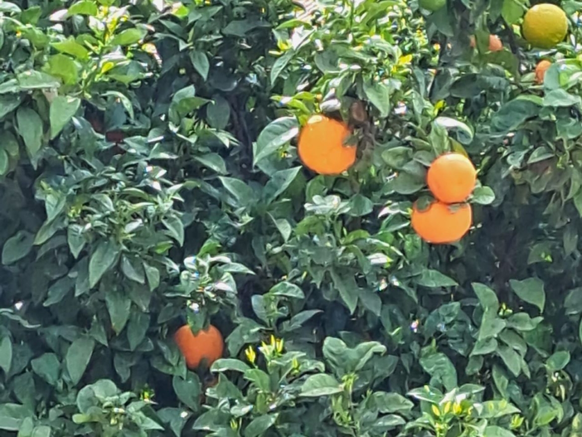 first months in Spain - oranges