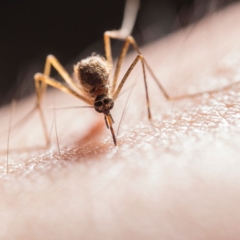 Silent mosquitoes in the Costa del Sol