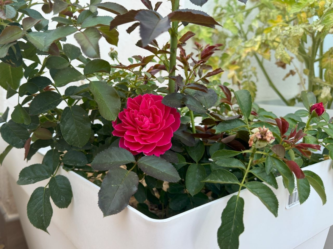 Terrace Gardening in Spain - rose