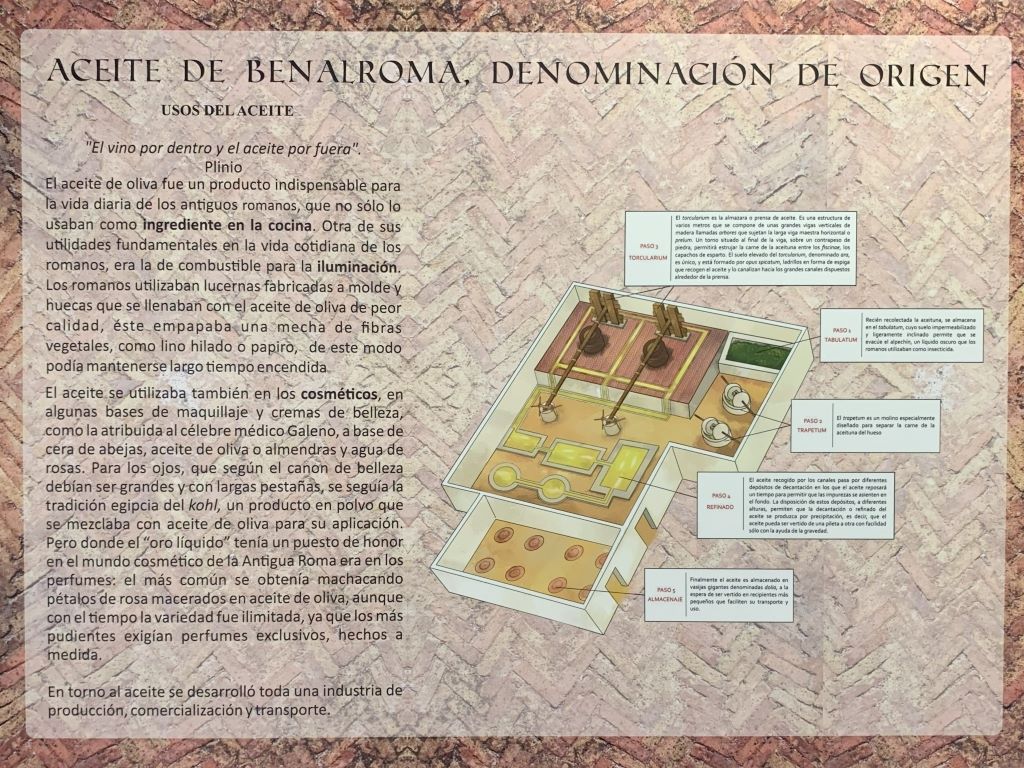 Casa de la Cultura de Benalmadena - las villas romanas exhibition - Olive Oil