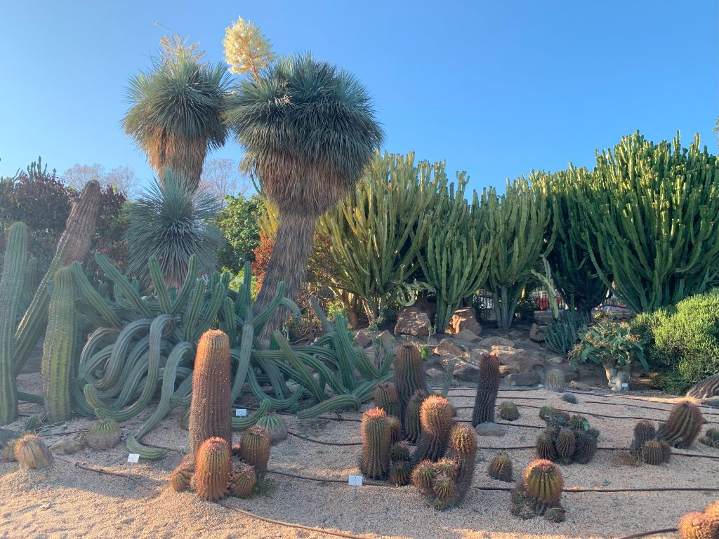 Benalmadena for kids - La paloma cactus garden