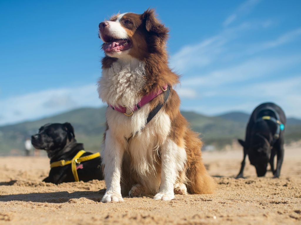 Traveling to Spain with a dog - Fuengirola! 