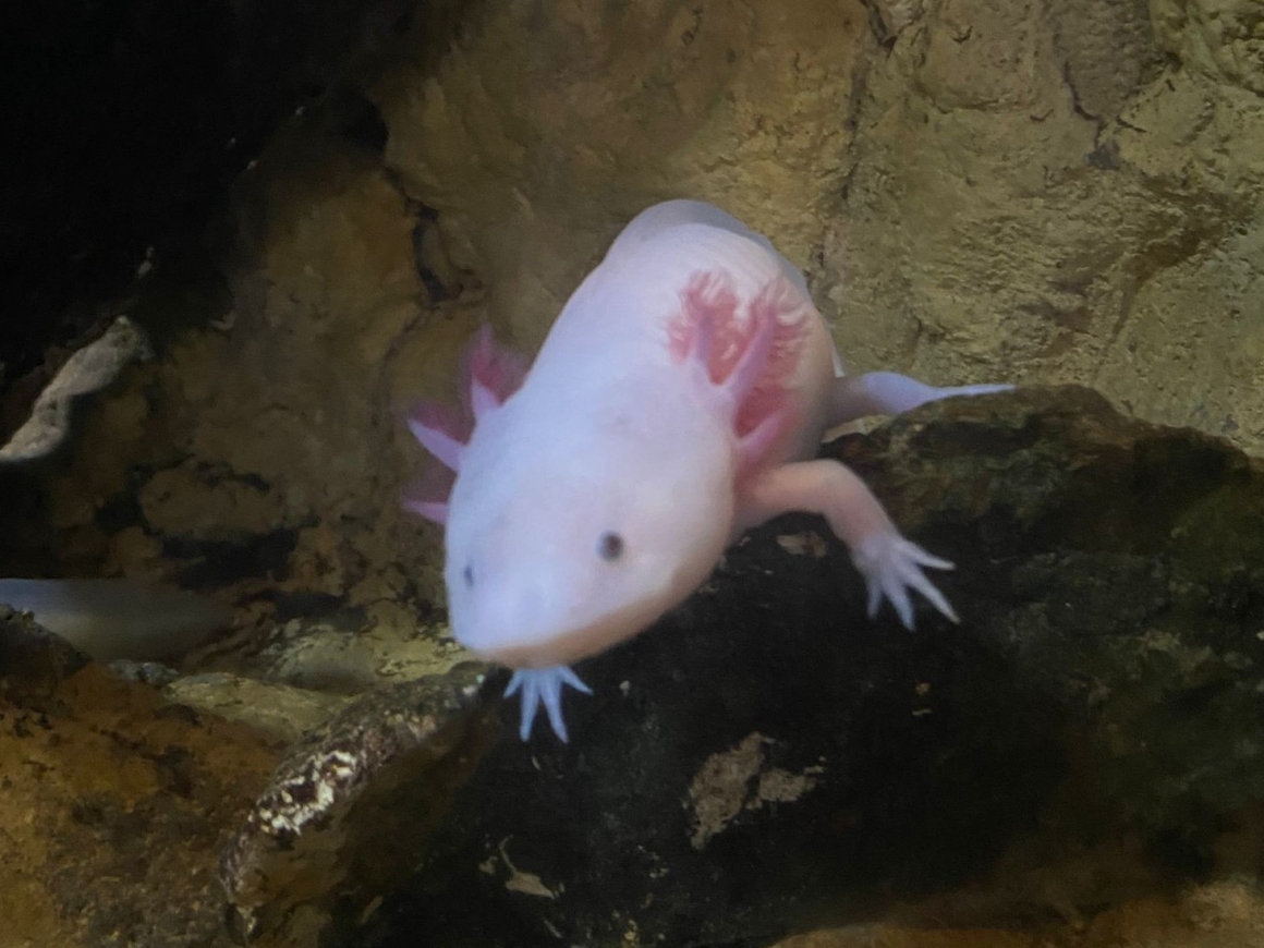 An Axolotl in Bioparc Fuengirola